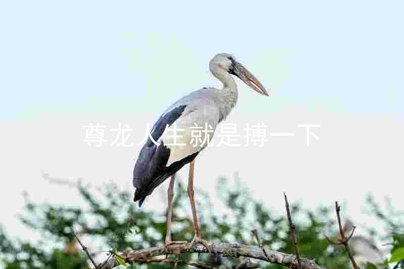 尊龙人生就是搏一下